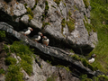 Maskonury ze względu na swoje dzioby, są najbarwniejszymi ptakami gnieżdżącymi się na Spitsbergenie. Masywny, silny dziób służy im do przytrzymywania upolowanych ryb, które zanoszą swojemu potomstwu w gnieździe ukrytym na półce skalnej. Część populacji maskonurów kopie również nory, jeśli są ku temu warunki, tak właśnie gniazdują maskonury z Islandii, czy Lofotów.
Fot. Liliana Keslinka-Nawrot

